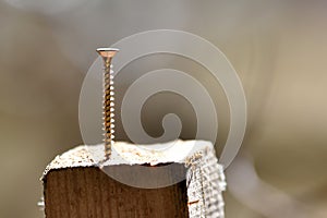Wood screw drilled in wood. photo