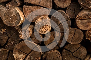 Wood seamless background with stumps, tree cuts, logs, ecology background