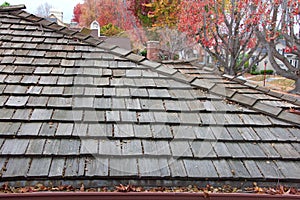 Wood shingle roof with clogged rain guttters, autumn leaves on trees in background