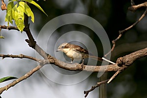 Wood shrike juvenile