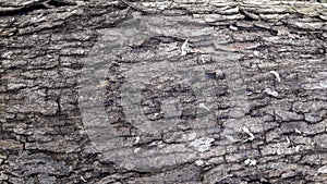 Wood Skin Texture. Texture of Fallen Tree Bark