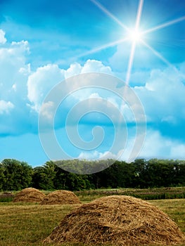 Wood sky clouds field