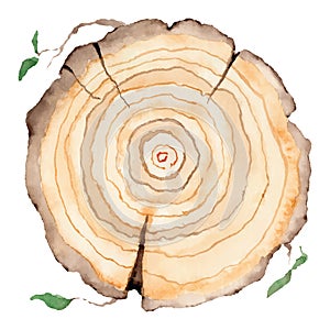 Wood slice. Tree rings. Watercolor illustration.