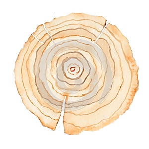 Wood slice. Tree rings. Watercolor illustration.