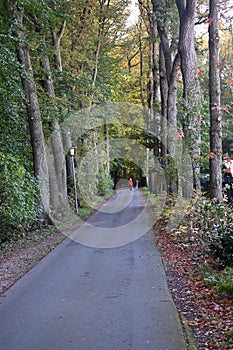 Wood with Small Street for Walk