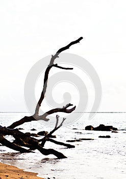 Wood snag is on a beach