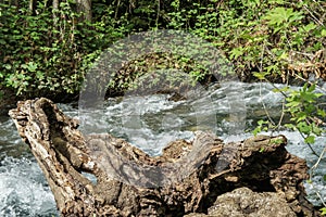 Wood snag near the river