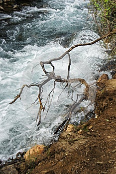 Wood snag near the river