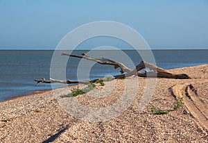 Wood snag on shell beach