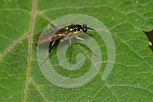 Wood Soldier Fly - Xylomya tenthredinoides