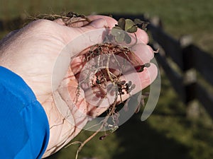 Wood sorell - Oxalis in gardeners hand