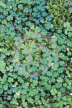 Wood sorrel