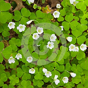 Wood sorrel