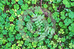 Wood sorrel on the ground in the forest