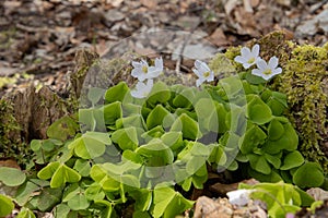 Wood sorrel growing in the forest, also called Oxalis acetosella or Waldsauerklee