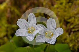 Wood sorrel growing in the forest, also called Oxalis acetosella or Waldsauerklee