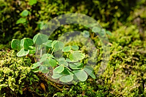 Wood sorrel growing between green moss on a forest floor