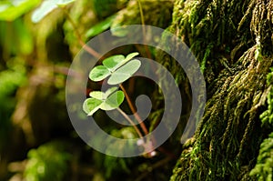 Wood sorrel growing on a green mossy stone in the forest