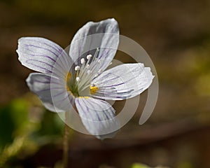 Wood Sorrel in morning sun