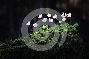 Wood sorrel on mossy tree trunk Oxalis acetosella.