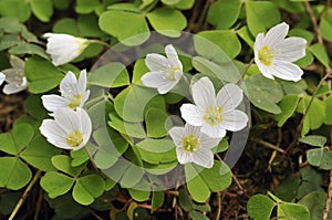 Wood Sorrel - Oxalis acetosella photo