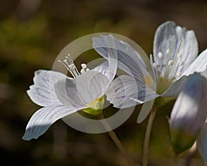 Wood Sorrel - Oxalis acetosella