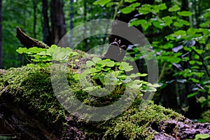 Wood sorrel(Oxalis acetosella) plant closeup