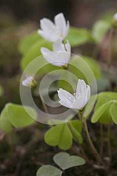 Wood Sorrel (Oxalis) flowers