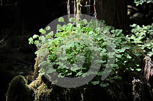 Wood-sorrel. Oxalis oregana, growing on old growth tree stump in forest photo