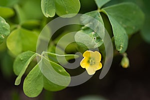 Wood sorrel & x28;Oxalis sp.& x29; flower and leaves