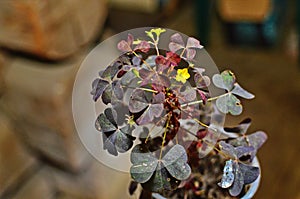 Wood Sorrel in Situ Oxalis stricta