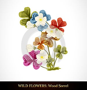 Wood Sorrel, Wild flower.