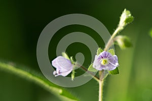 Wood speedwell & x28;Veronica montana& x29; in flower