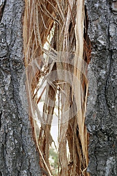 Wood splinters in broken tree trunk photo