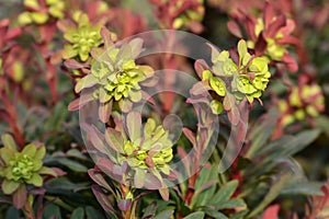 Wood spurge Purpurea