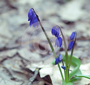 Wood squill bell-shaped bright blue small beautiful flowers closeup