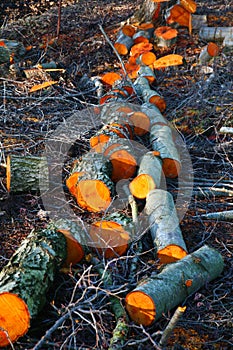 Wood stack