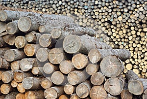 Wood stack logs at the sawmill yard