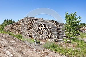 Wood, stacked and cut natural texture. Conifer stack pattern.