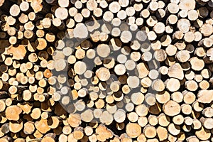 Wood, stacked and cut natural texture. Conifer stack pattern.