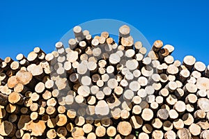 Wood, stacked and cut natural texture. Conifer stack pattern.