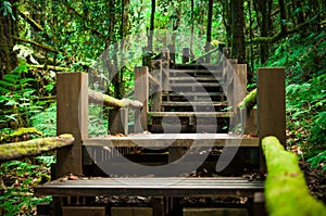 Wood stairs among green foliage leading across scenic tropical woods. Way through forest in summer season. photo