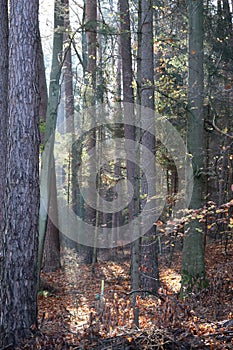 Wood and Steel marker in the Forest