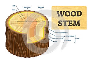 Wood stem vector illustration. Educational labeled tree rings structure.