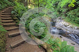 Wood Steps by Waterfall at Sweet Creek Falls Trail