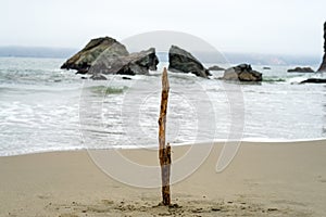 Wood stick in beach photo