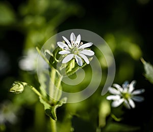 Wood stitchwort Chireweed , little white flower and buds. Stellaria holostea. Caryophyllaceae family