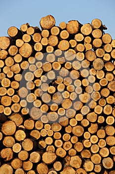 Dřevo sklad 