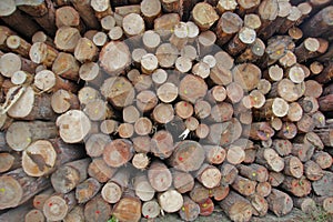 Wood stock