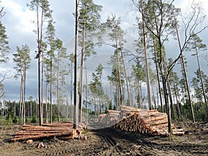Wood store in forest